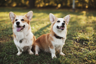 公园里有两只柯基犬