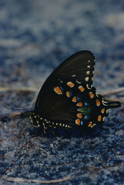 凤蝶(Papilio Troilus)