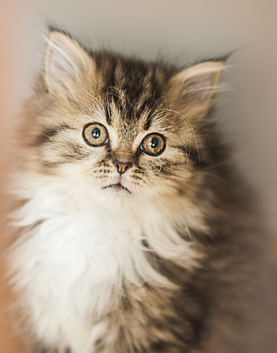 可爱的波斯小猫