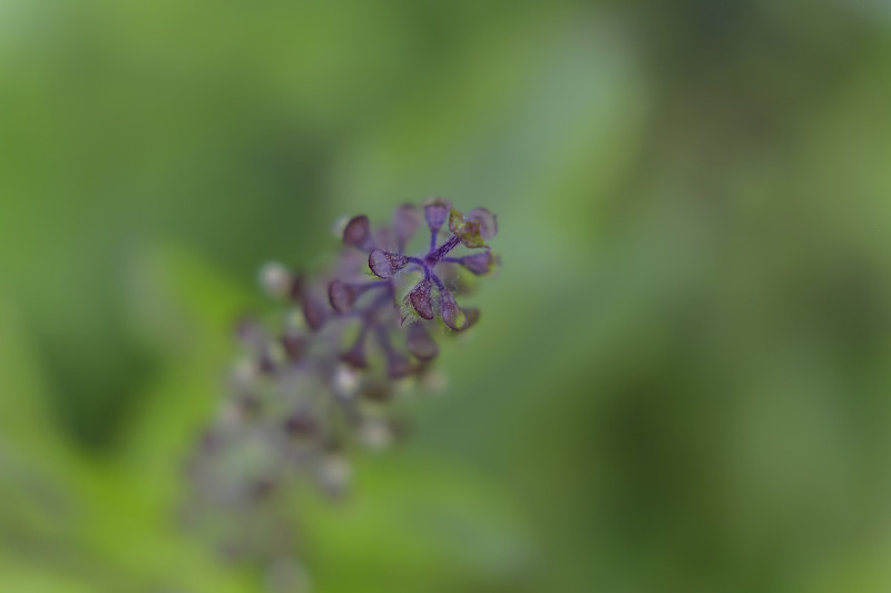 细部细花，泰国草本