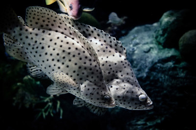 海洋生物，水下海洋鱼类，座头石斑鱼
