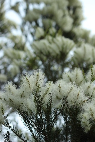 茶树白花(中草药)