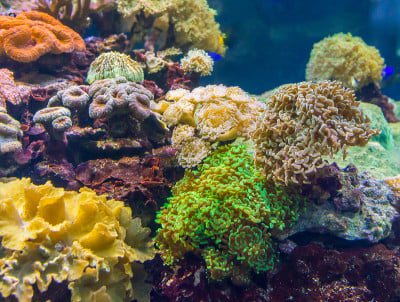 海葵。海洋水族馆里的蓝珊瑚。