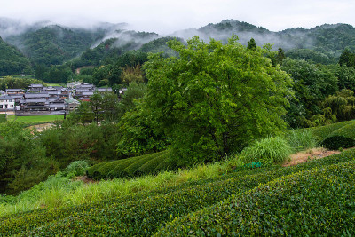 清晨的薄雾，绿茶种植园和大树