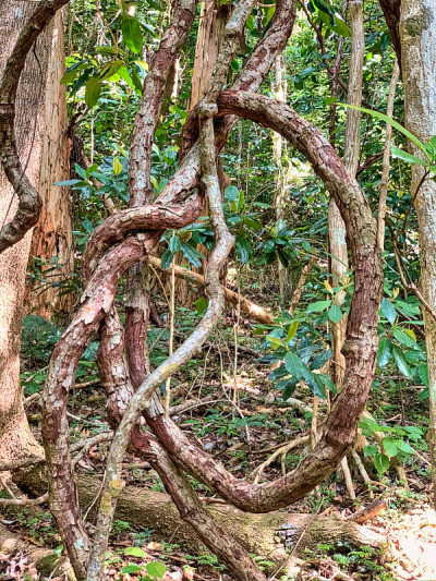 藤本植物结在赤道森林里