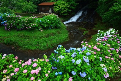 岩手县北上市绣球花和水磨