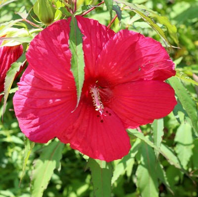 红色的芙蓉花