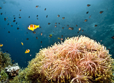 海葵在anemonecity