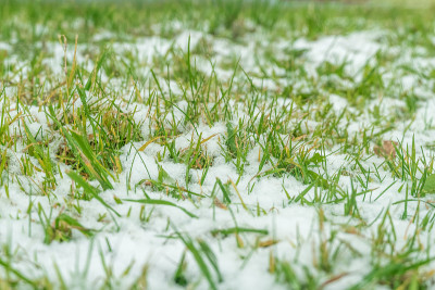 绿草在雪中靠近