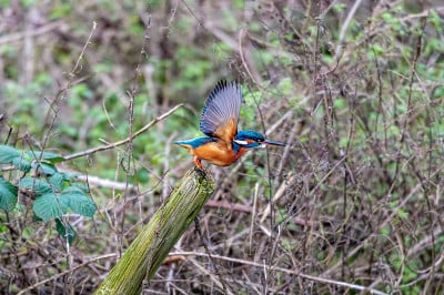 雌性普通翠鸟，alcedo atthis，在冬季的树枝上飞行