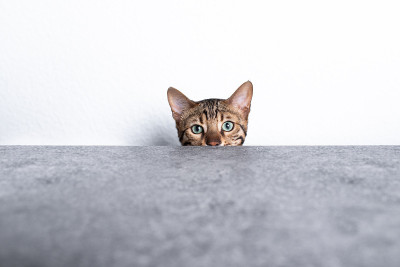 隐藏孟加拉猫