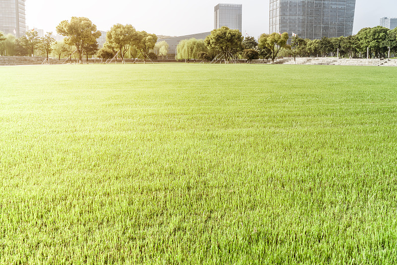 城市中心的小草，阳光和城市建筑。预览效果