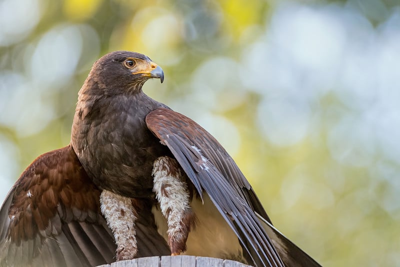 哈里斯鹰的肖像（Parabuteo unicinctus）