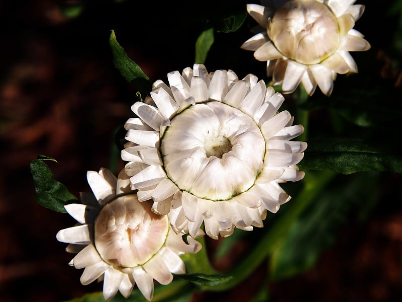 蜡菊。干燥菊