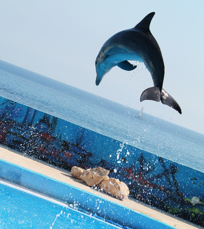 海豚