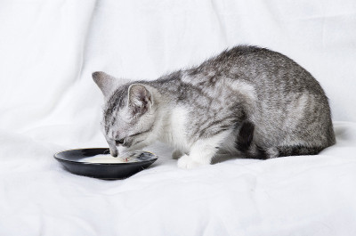 猫喝牛奶