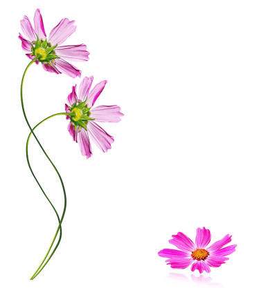 夏天雏菊花
