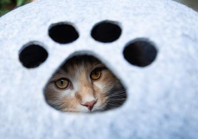 猫的洞穴