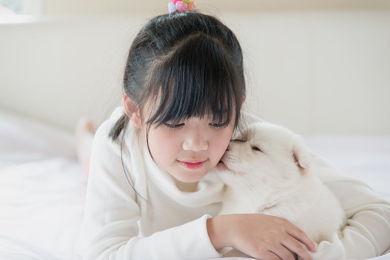 亚洲女孩躺在床上白色的西伯利亚哈士奇小狗