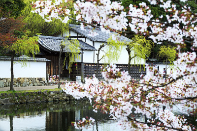 漂亮的樱花背景