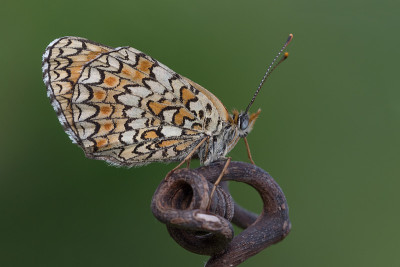 斑点贝母(Melitaea didyma)