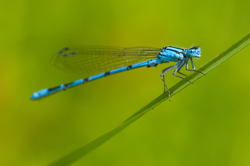 蓝豆娘(Enallagma cyathigerum)