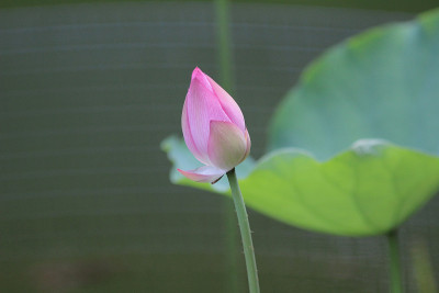 香港青衣公园的荷花