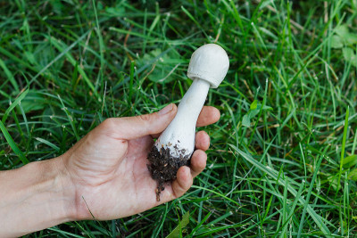 手里拿着不能吃的白蘑菇
