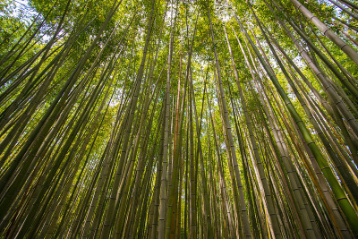 日本京都的岚山竹林