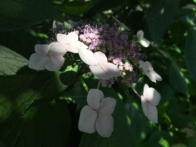 绣球花在夏天盛开在曼哈顿，纽约，纽约。