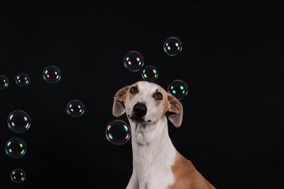 Galgo画像