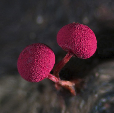 Two red fruit bodies of a slime mold Physarum rose