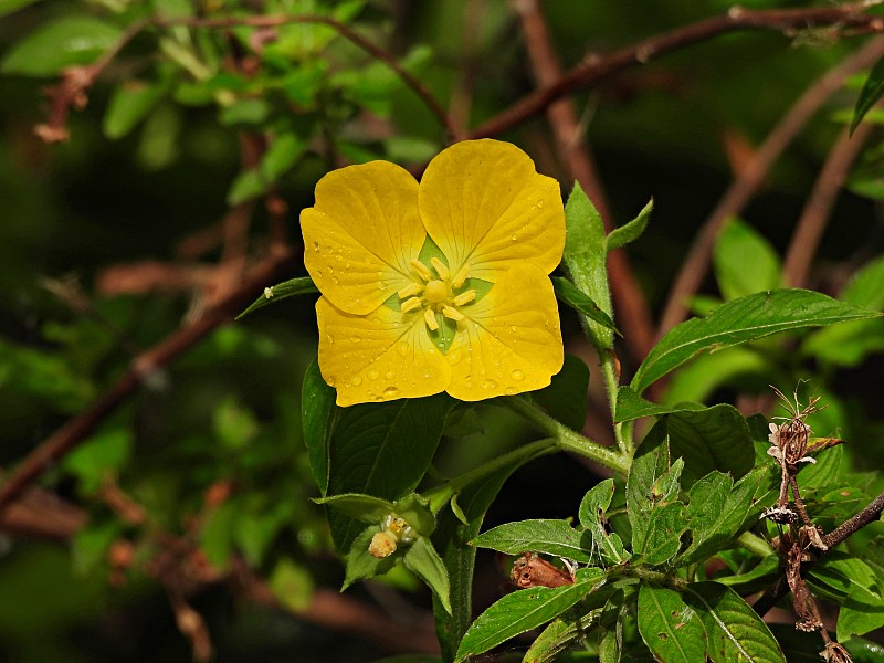 樱草花柳树(路德维希秘鲁)黄色花