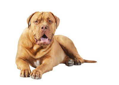 波尔多獒犬孤立地躺着