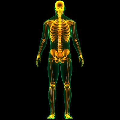 人体骨骼系统骨关节解剖学
