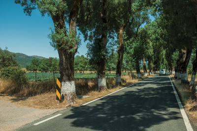 路旁树木遮蔽的乡间小路