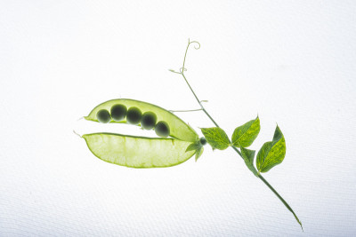 嫩豌豆荚