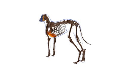 胸深肌犬肌解剖医学概念3D
