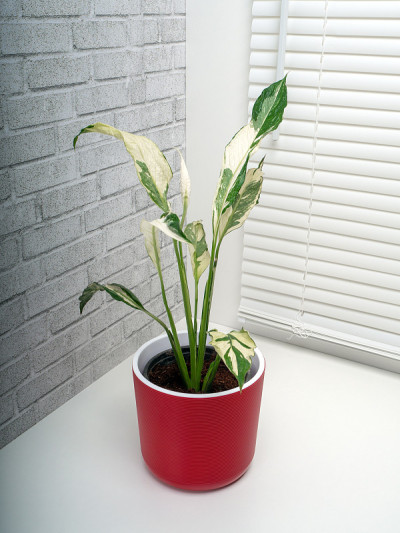 天南星(Spathiphyllum Domino)是天南星科单子叶开花植物约47种的一个属