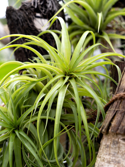 Tillandsia
