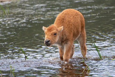 野牛小腿