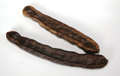 角豆树豆荚