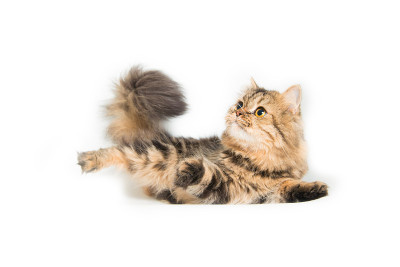 年轻的波斯猫