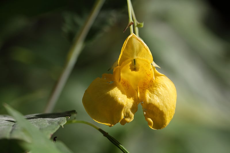 凤仙花香脂