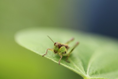 蚱蜢