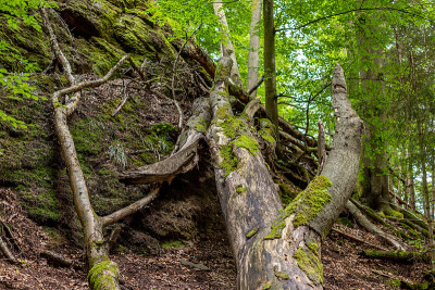 在Eisenach附近的Drachenschlucht，枯木和苔藓覆盖着岩石
