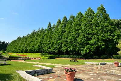 水杉