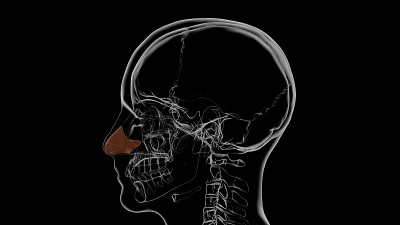人体骨骼鼻中隔软骨解剖3D