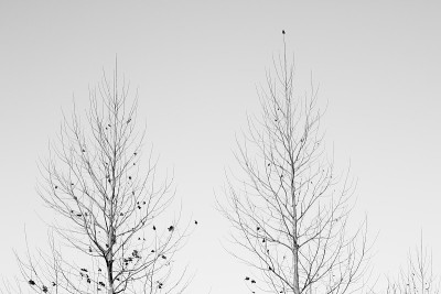 树