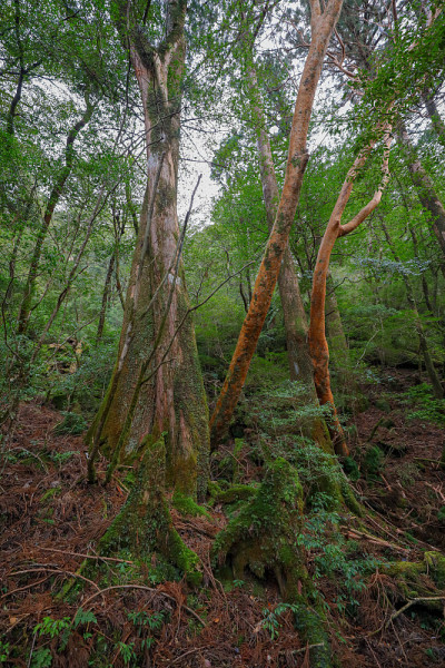 屋久岛的森林